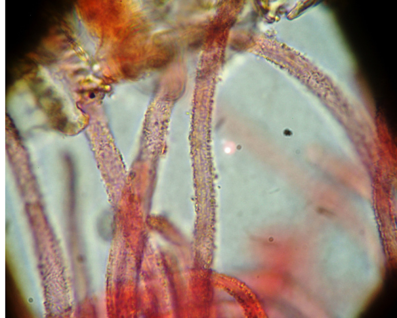 Forse � un ascomicete...(cfr. Lachnella sp.)